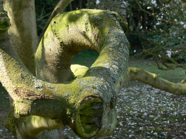 Bois des Moutiers (82) mars 2012